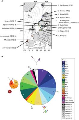 Exploring intraspecific variability – biochemical and morphological traits of the sugar kelp Saccharina latissima along latitudinal and salinity gradients in Europe